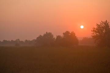 Fototapeta na wymiar view series: foggy morning summer sunrise on meadow