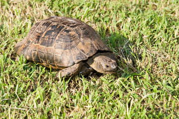 Turtle creeps on a green grass