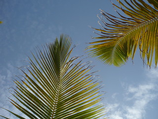 ciel de palmier
