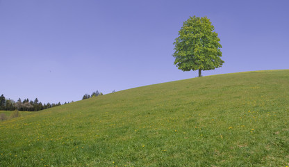 Natur