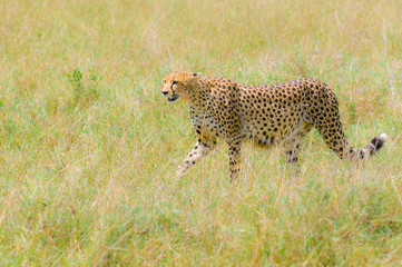 cheetah in the field, masai mara, kenya