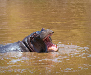 hippo in the river, masai mara, kenya