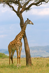 giraffe and a tree, masai mara, kenya