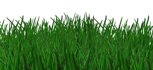 green grass background