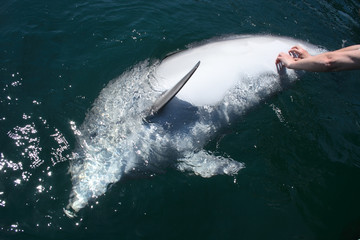 mans hands strokes bottlenose dolphin in water © Olexandr Kulichenko