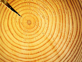 Fototapeta premium Abstract wooden texture