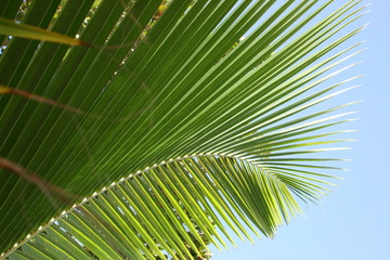 Feuille de palmier aux Seychelles