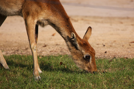 ma biche