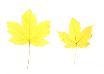 Autumn - colorful October tree leaves. Isolated yellow maple.