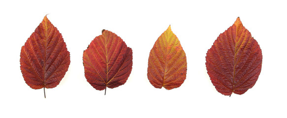 Obraz premium Autumn - colorful October tree leaves. Isolated red raspberry.