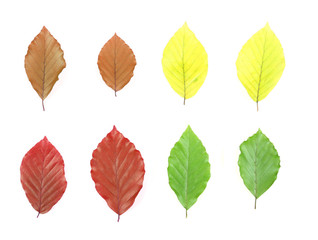 Autumn - colorful October tree leaves. Isolated leaves.