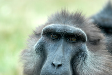 babouin  de sulawesi