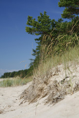 beach view with blue sky and pines on background
