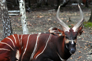 bongo