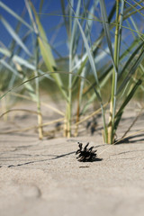 one pine cone on sand with shallow dof
