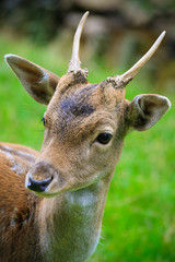 Rehportrait