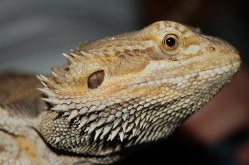 Reptilien