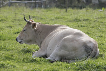 a cow sleeping in a field