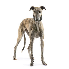 Galgo Espanol (2 years) in front of a white background