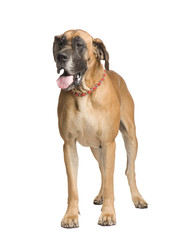 Great Dane (3 years) in front of white background
