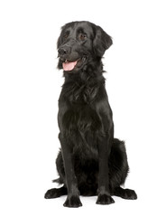 Black Labrador retriever in front of white a background