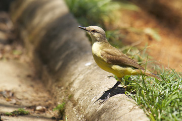 Machetornis Rixosa