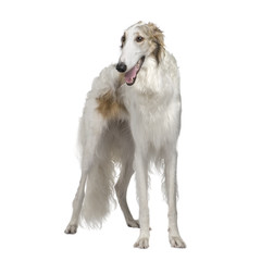 Russian Wolfhound (15 months) in front of a white background