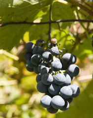 Vine of grapes under the sun.