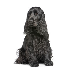 english Cocker Spaniel (2 years) in front of a white background