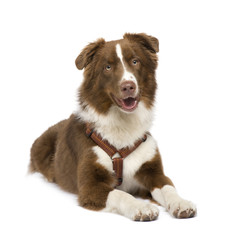 australian shepherd (18 months) in front of a white background