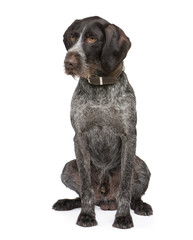 German Shorthaired Pointer (4 years)