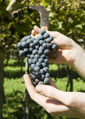 Vine of grapes under the sun.