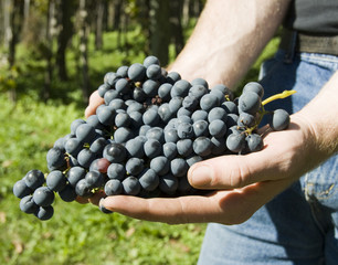 Vine of grapes under the sun.