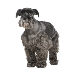 Standard Schnauzer (8 years) in front of a white background