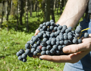 Vine of grapes under the sun.