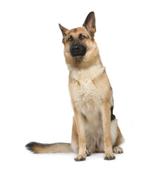 german shepherd (2 years) in front of a white background