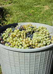 Vine of grapes under the sun.