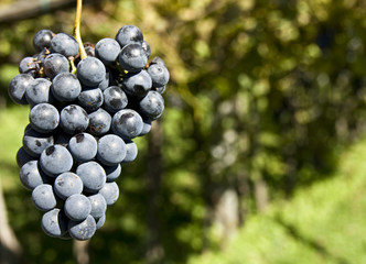 Vine of grapes under the sun.
