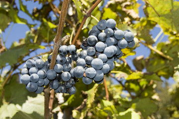 Vine of grapes under the sun.