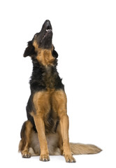 Hovawart dog (6 years) in front of a white background