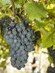 Vine of grapes under the sun.