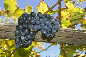 Vine of grapes under the sun.