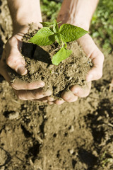 hand holding a green plant on soil.