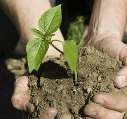 hand holding a green plant on soil.
