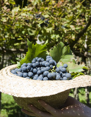 Vine of grapes under the sun.
