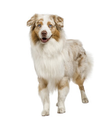 australian shepherd (3 years) in front of a white background