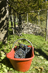 Vine of grapes under the sun.