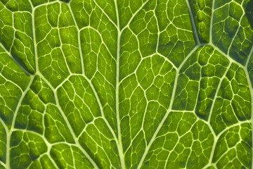 green leaf vein macro close up.