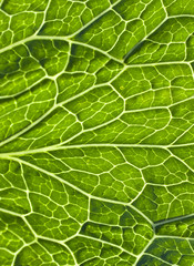 green leaf vein macro close up.