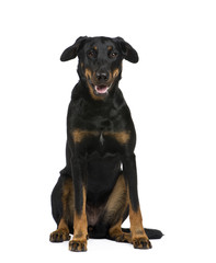 Beauceron (18 months) in front of a white background